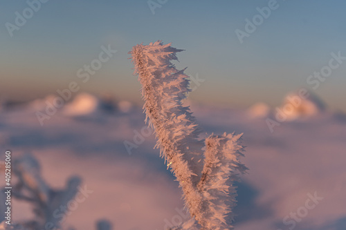 Frozen plant at snow glade