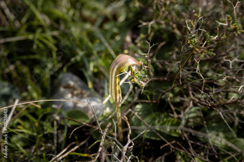  Friar's cowl plant close up. Top view image. photo