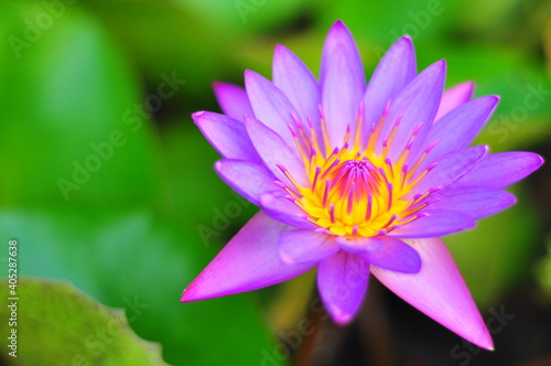 A honey bee eye view of a water lily
