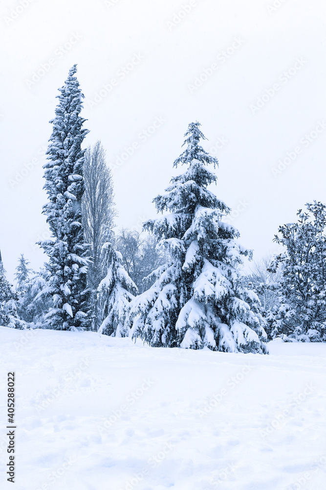PAISAJE DE PINOS CUBIERTOS DE NIEVE POR TEMPORAL DE FRÍO EN ESPAÑA PAISAJE DE PINOS CUBIERTOS DE NIEVE POR TEMPORAL DE FRÍO EN ESPAÑA