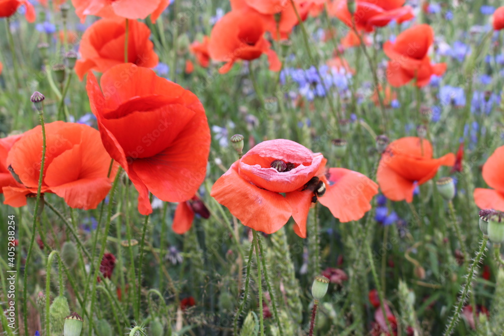 Fototapeta premium Mohnblumenfeld
