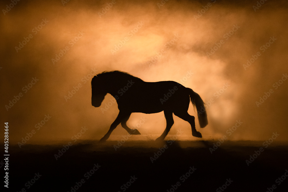 Horse silhouette on orange smokey back ground Horse silhouette on orange smokey back ground
