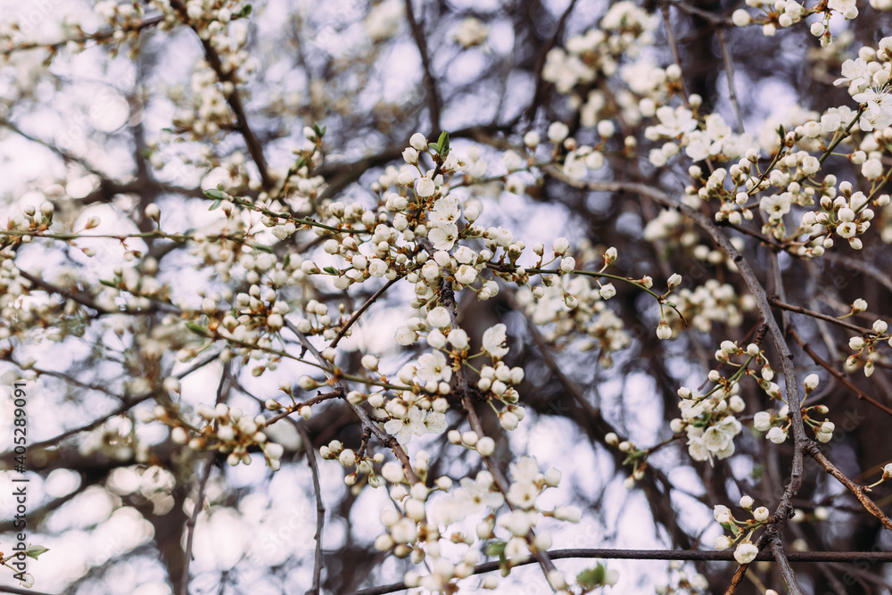 Spring, blooming Cherry tree. Blooming tree, many white flowers and buds with blurred background. Spring, blooming Cherry tree. Blooming tree, many white flowers and buds with blurred background.
