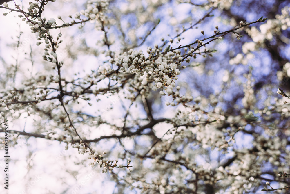 Spring, blooming Cherry tree. Blooming tree, many white flowers and buds with blurred background. Spring, blooming Cherry tree. Blooming tree, many white flowers and buds with blurred background.