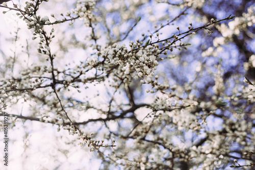 Spring, blooming Cherry tree. Blooming tree, many white flowers and buds with blurred background.