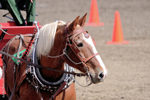 Draft horse in pulling tack and bridle.