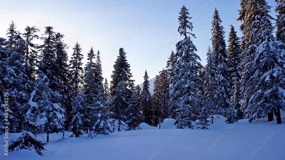 snow-covered spruces in a wild mountain forest on a quiet calm frosty winter morning with clear blue sky snow-covered spruces in a wild mountain forest on a quiet calm frosty winter morning with clear blue sky