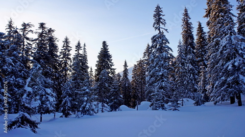 snow-covered spruces in a wild mountain forest on a quiet calm frosty winter morning with clear blue sky