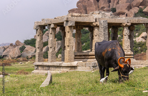 Hampi, Karnataka, India - November 5, 2013: Vittalaraya Temple. Black cow with orange horns in green grass in front of ruimous gray-stone mandapam. Brown boulders and light blue sky. photo