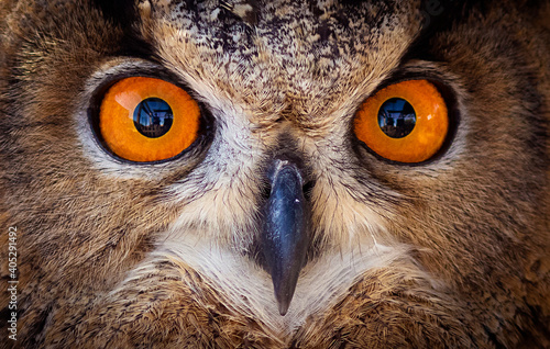 PRIMER PLANO DE OJOS Y PICO DE BUHO