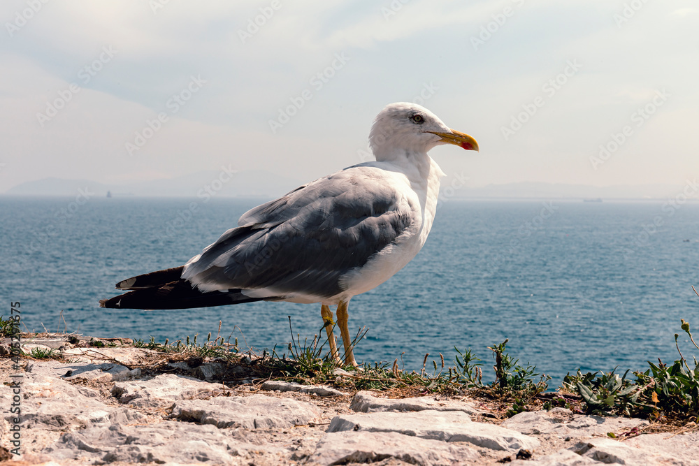 Fototapeta premium Seagull perched on a cliff