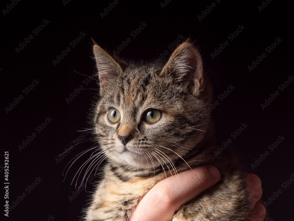 A portrait of a 2-3 month old kitten that sits in arms and looks A portrait of a 2-3 month old kitten that sits in arms and looks