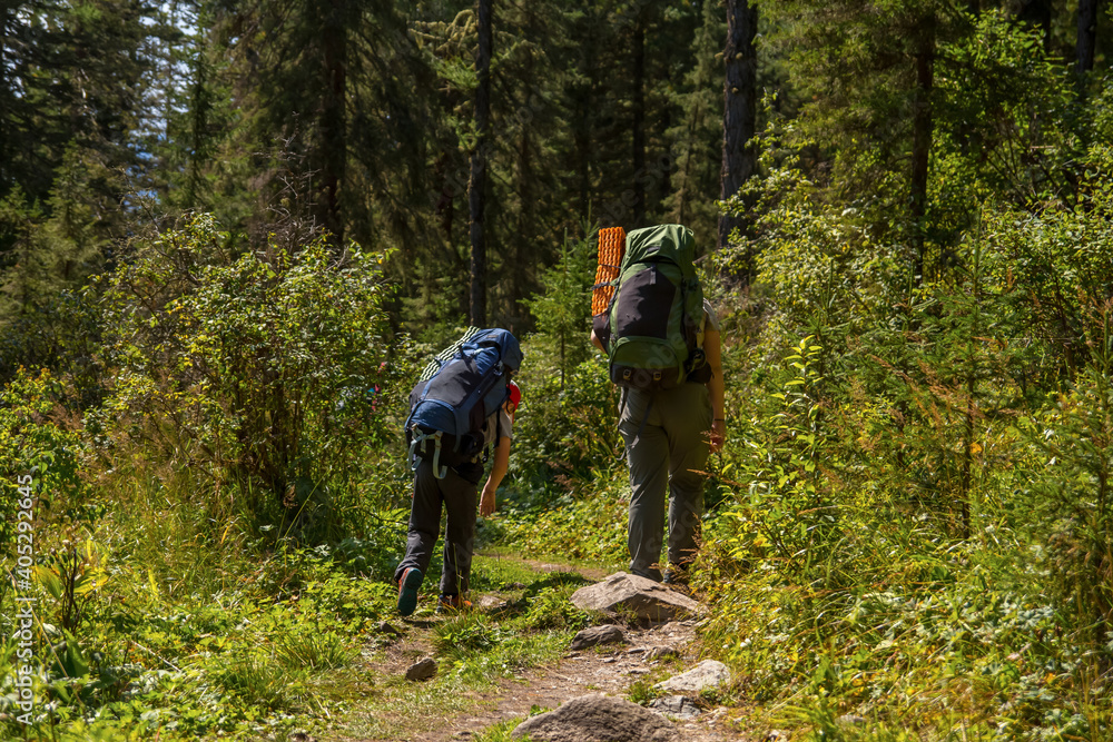 Tourists with large backpacks walk through the woods in the mountains.