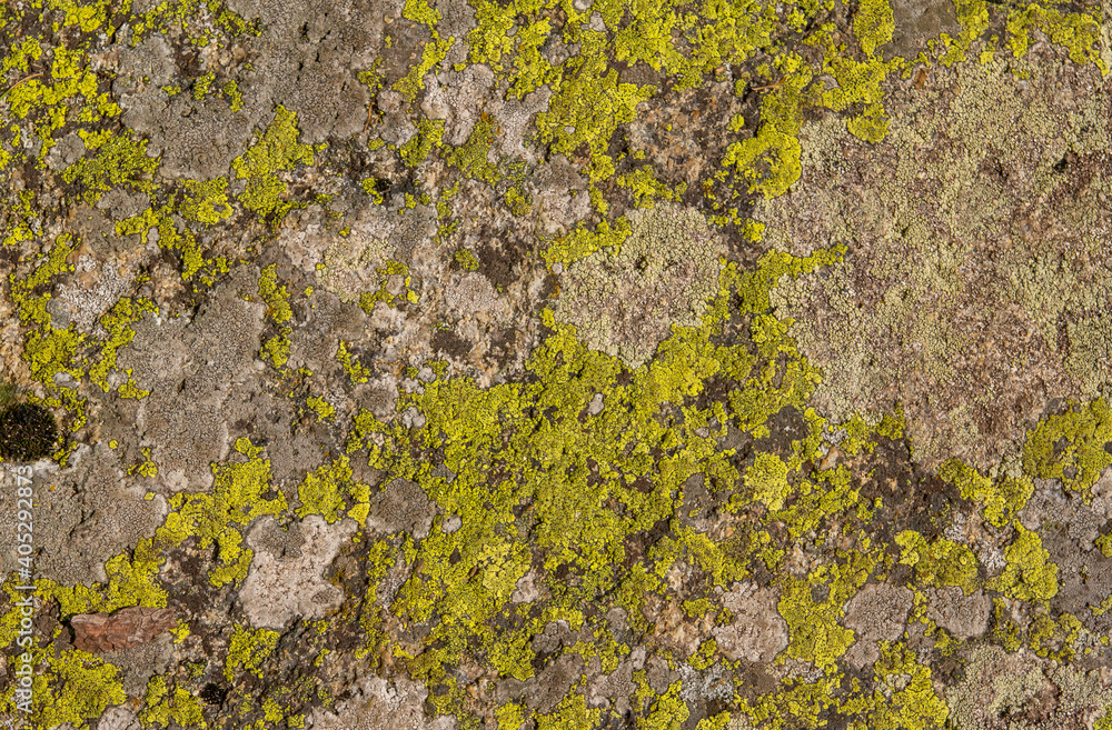 The texture of the stone is covered with green lichen. The surface of an old stone. The texture of the stone is covered with green lichen. The surface of an old stone.