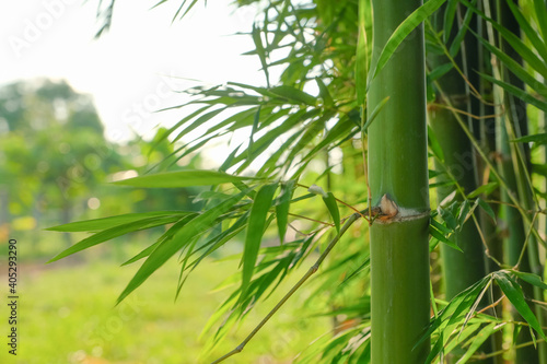 Fototapeta Naklejka Na Ścianę i Meble -  green natural Asian background of bamboo shoot at bamboo garden in the morning sunrise.