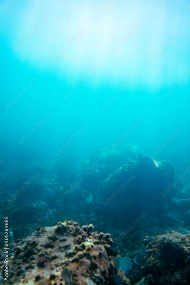 Underwater photo near the coast of flora and fauna on rocky seabed Underwater photo near the coast of flora and fauna on rocky seabed