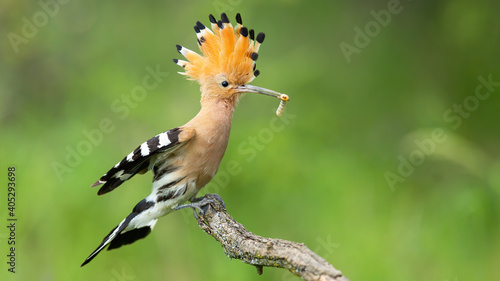 Eurasian hoopoe, upupa epops, landing on a twig with open crest in summer nature. Bird with orange plumage and black and white stripes on wings sitting on a twig and holding insect in beak.