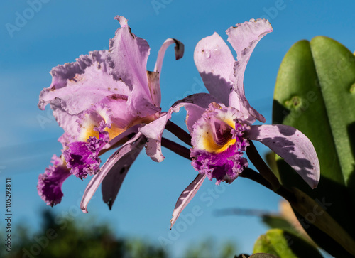  Cattleya trianae,La flor de mayo o lirio de mayo pertenece a la familia de las orquídeas, es una planta epífita de hojas carnosas, originaria principalmente de Colombia. photo