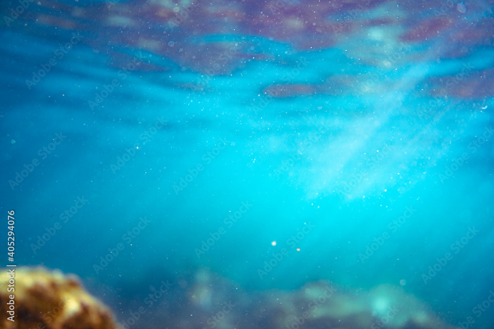 Fototapeta premium Underwater photo near the coast of flora and fauna on rocky seabed
