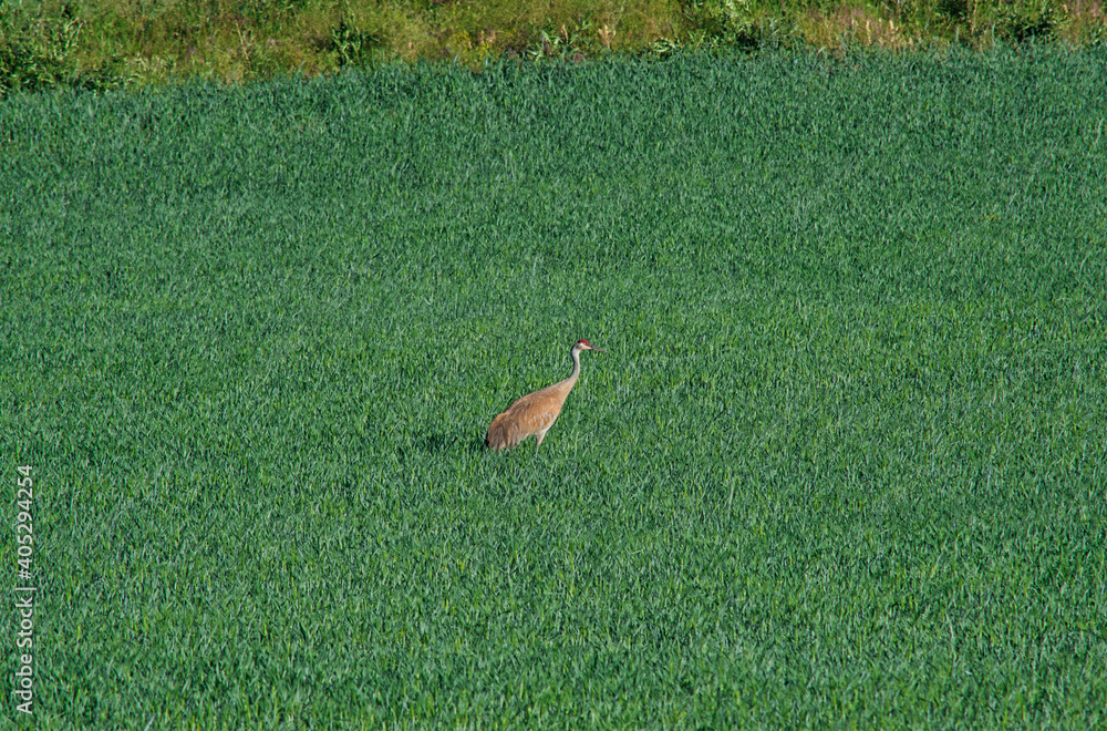 Fototapeta premium Crane bird on a green field on a sunny day