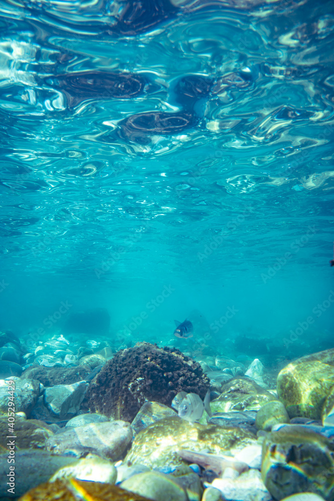 Fototapeta premium Underwater photo near the coast of flora and fauna on rocky seabed