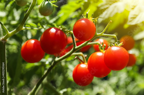 Tasty ripe tomatoes on bush outdoors, closeup