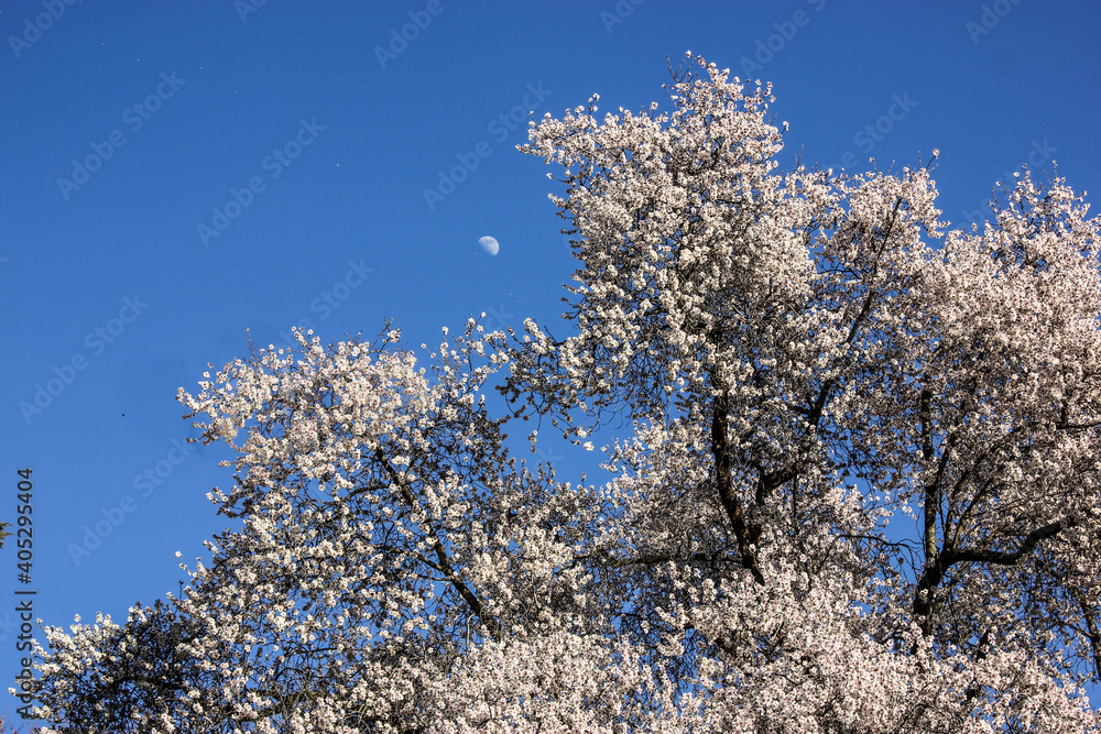 Flowering apricot tree with white flowers against and a half moon in the blue sky on a nice spring day in botanical garden Flowering apricot tree with white flowers against and a half moon in the blue sky on a nice spring day in botanical garden