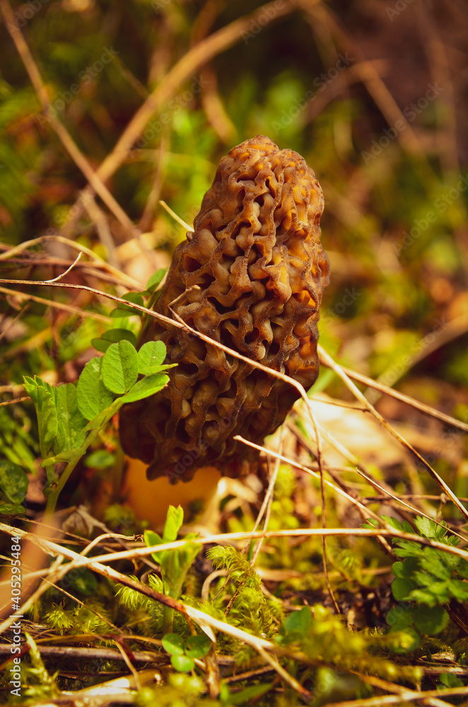 Morel mushroom in the forest Morel mushroom in the forest
