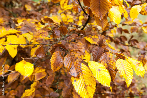 deciduous trees in the autumn season