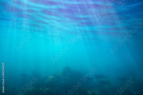 Underwater photo near the coast of flora and fauna on rocky seabed