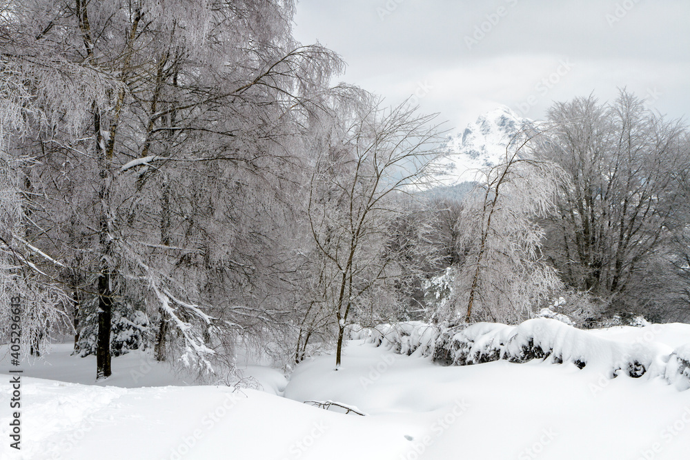 Urkiola forest snowed in winter, Biscay, Basque Country Urkiola forest snowed in winter, Biscay, Basque Country