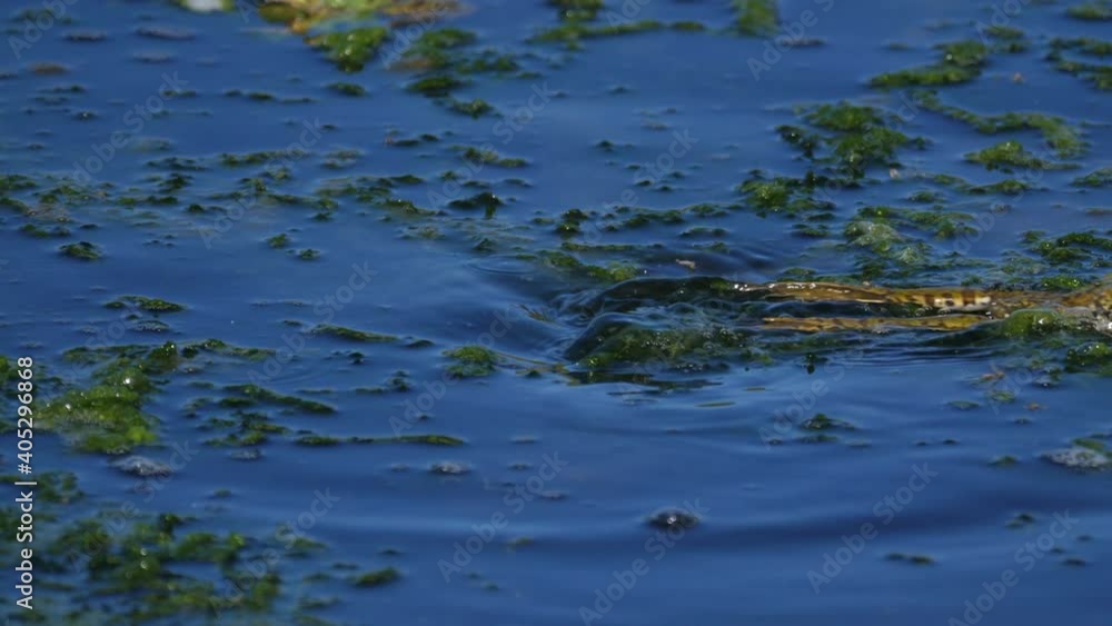 Green frog croaking over vegetation on the surface of a pond. Endangered wildlife concept Green frog croaking over vegetation on the surface of a pond. Endangered wildlife concept