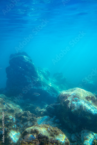 Underwater photo near the coast of flora and fauna on rocky seabed