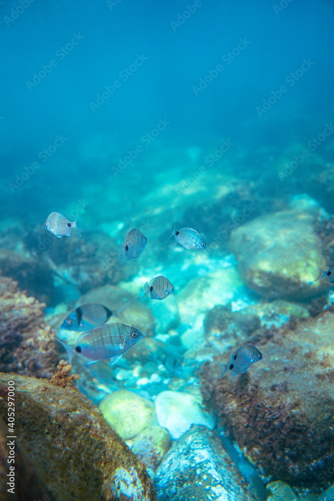 Fototapeta premium Underwater photo near the coast of flora and fauna on rocky seabed