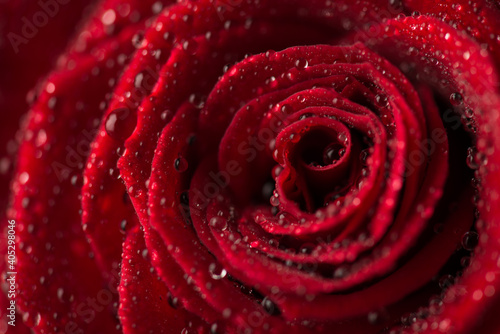 Fototapeta Naklejka Na Ścianę i Meble -  Close up macro photo picture of red rose flower with shiny shimmer glamorous rain drops