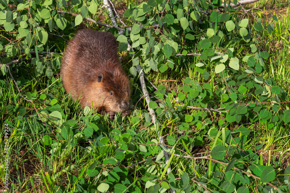 Adult Beaver (Castor canadensis) Sits Next to Branch Munching Summer Adult Beaver (Castor canadensis) Sits Next to Branch Munching Summer