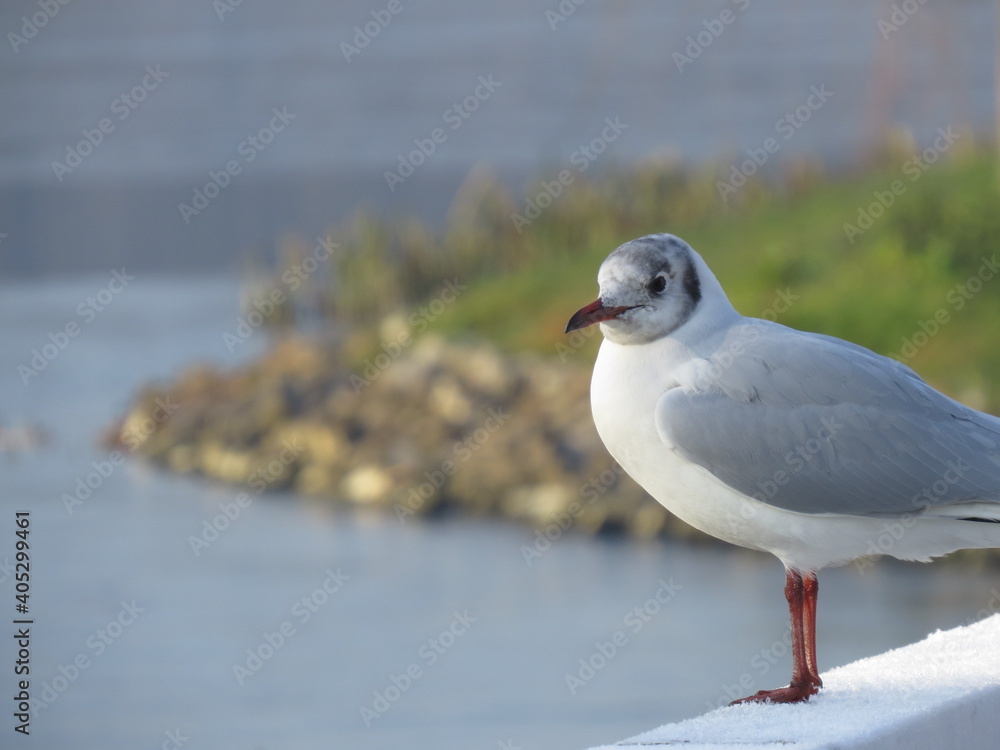 Obraz premium seagull on the beach