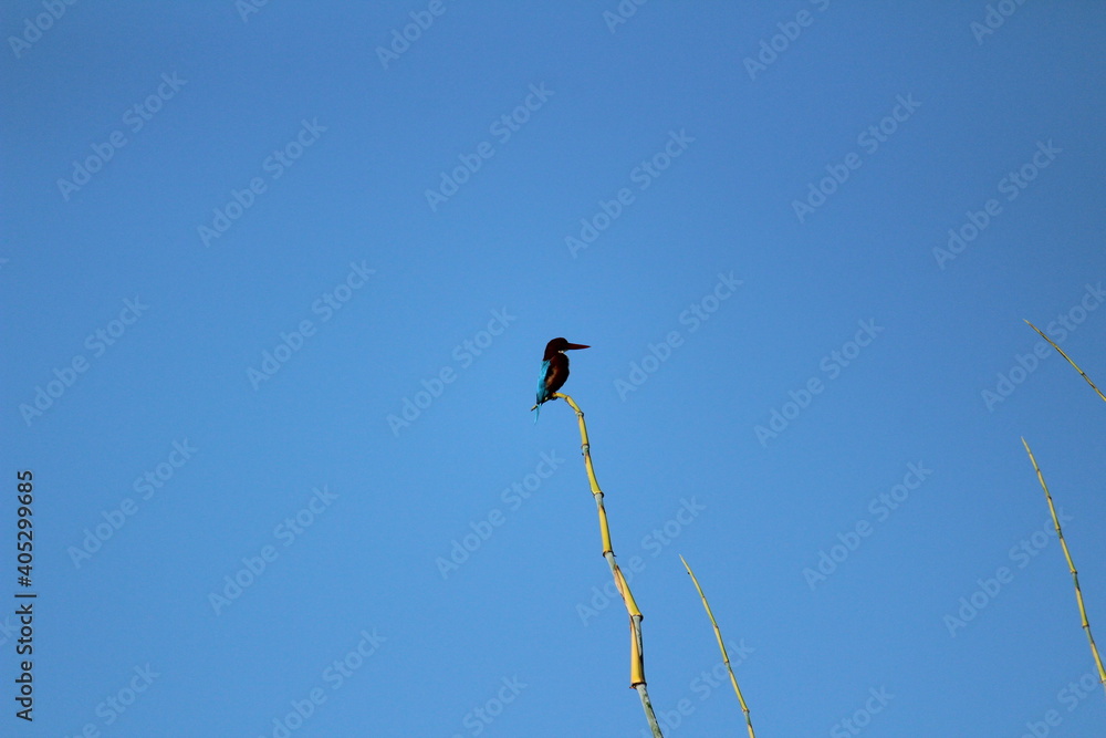 Black Drongo bird with two tails sitting on tree branch on the morning and blue sky on the background Black Drongo bird with two tails sitting on tree branch on the morning and blue sky on the background
