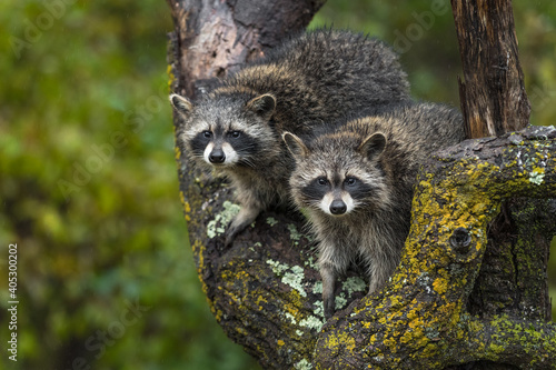 Canvastavla Raccoons (Procyon lotor) Stare Out From Tree Autumn