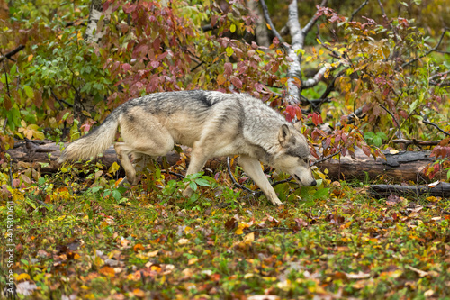 Grey Wolf (Canis lupus) Trots Along Log Head Down Autumn