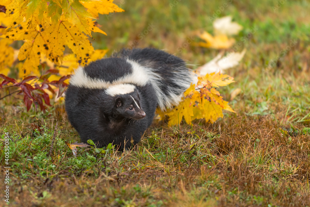 Striped Skunk (Mephitis mephitis) Turns in Front of Autumn Leaves