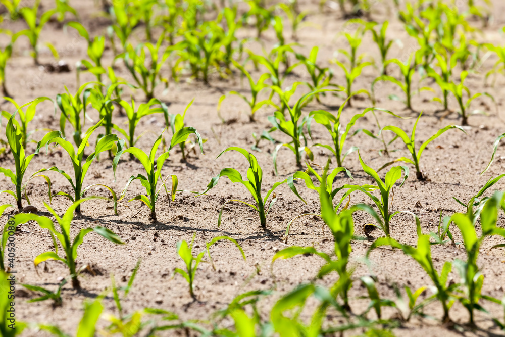 young corn sprouts in the spring season young corn sprouts in the spring season