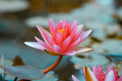 Bright pink water lily close up. Lotus on blue background. Delicate flower in the pond. Tropical floral natural wallpaper. Aquatic plant. Macrophotography