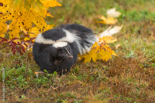 Obraz na płótnie Striped Skunk (Mephitis mephitis) Turns in Front of Autumn Leaves w salonie