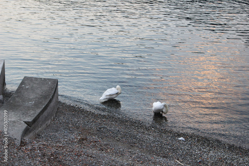 seagulls on the pier