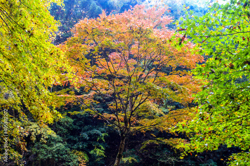 trees changing color during autumn in japan