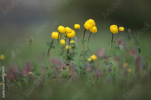 Globeflower