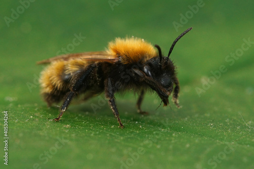 Close up o a female tawny mining bee, Andrena fulva on a green leaf © Henk