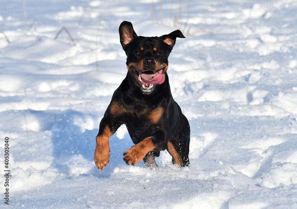 a puppy rottweiler in the snow