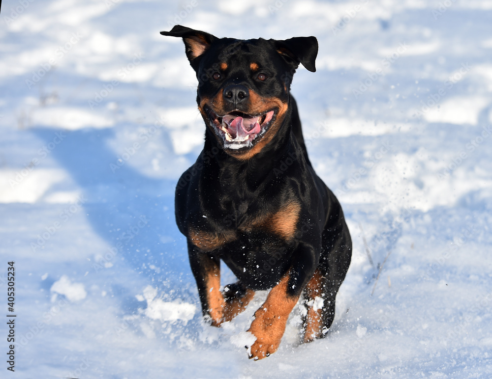 a puppy rottweiler in the snow a puppy rottweiler in the snow